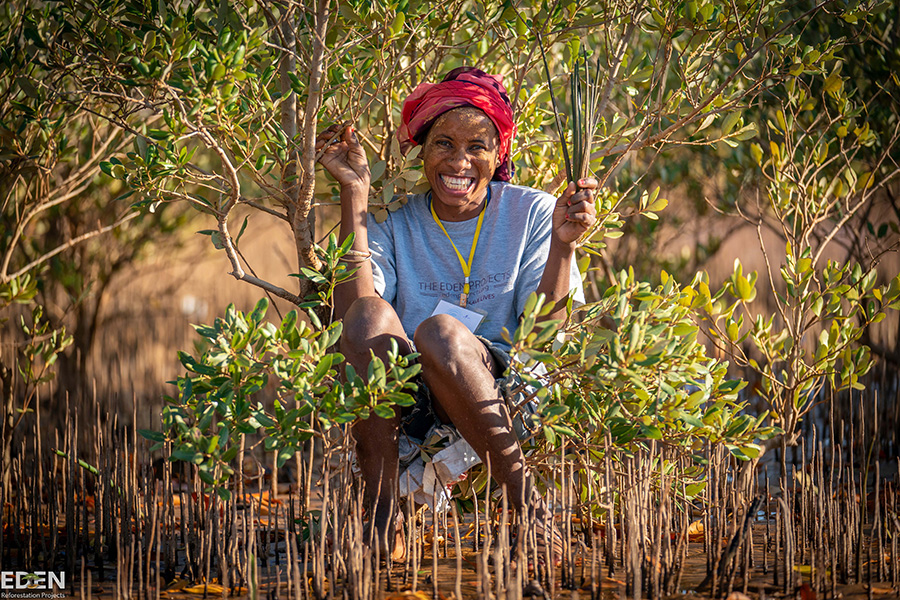 Eden worker planting mangrove seedling in Madagascar